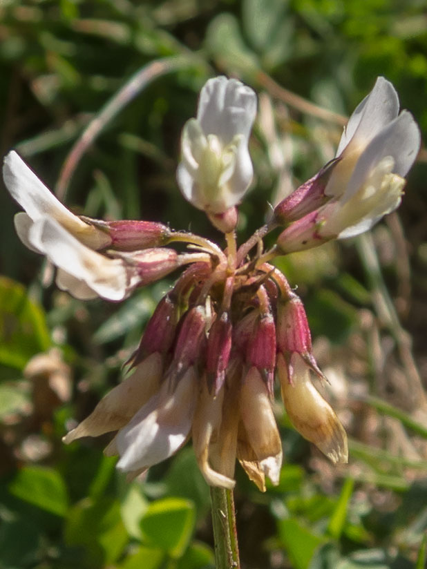 Trifolium pallescens / Trifoglio pallescente